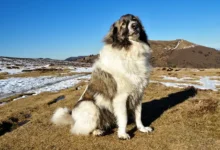anatolian shepherd great pyrenees mix