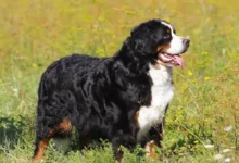 things to know about bernese mountain dogs
