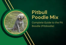 pitbull poodle mix