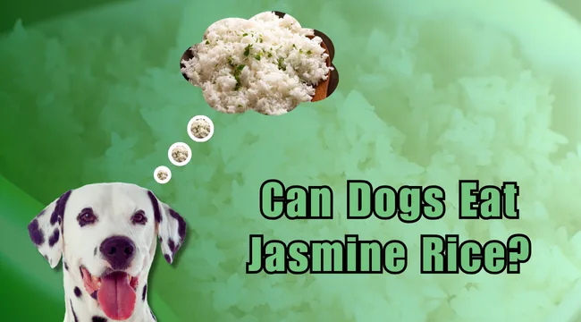 Can dogs have jasmine rice