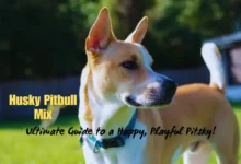 Husky Pitbull Mix