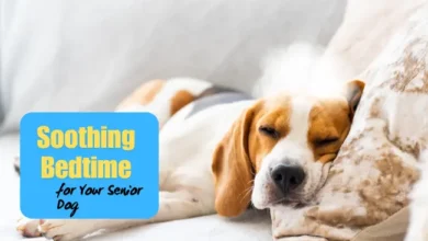Soothing Bedtime for Senior Dog