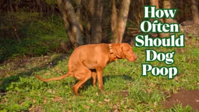 How Often Should Dog Poop?