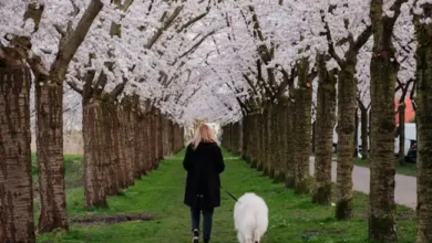 Keep Your Pet Safe During Long Trips