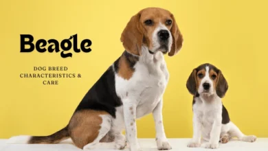 Beagle dog breed information
