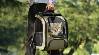 Best Bubble Cat Backpack Carrier for Pet Travel