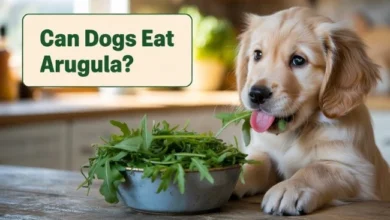 Can Dogs Eat Arugula? Find Out the Benefits and Risks