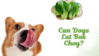 Can Dogs Eat Bok Choy?