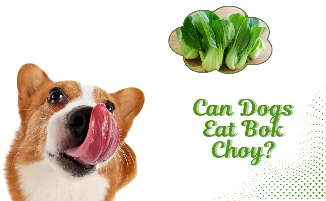 Can Dogs Eat Bok Choy?