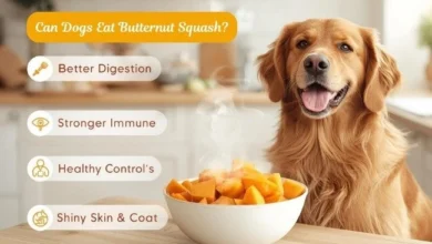 Can Dogs Eat Butternut Squash?