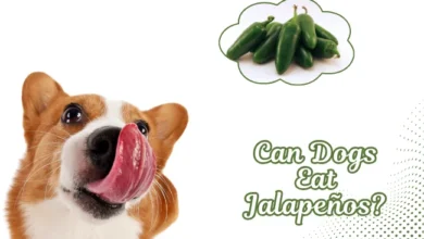 Can Dogs Eat Jalapeños?