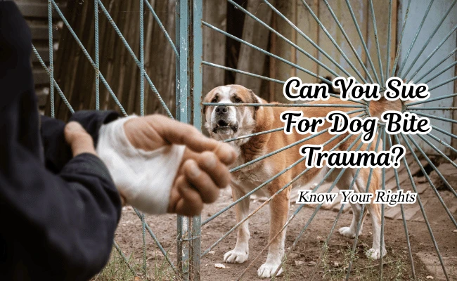 Can You Sue For Dog Bite Trauma