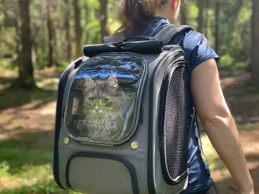 Carrying this cat backpack Surprisingly Easy