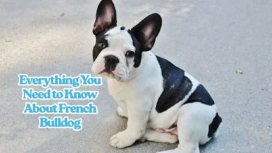 Everything You Need to Know About French Bulldog
