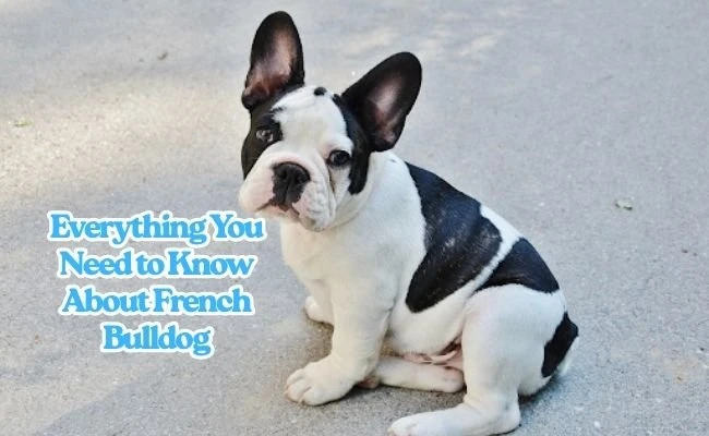 Everything You Need to Know About French Bulldog