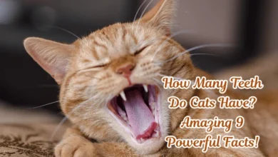 how many teeth do cats have
