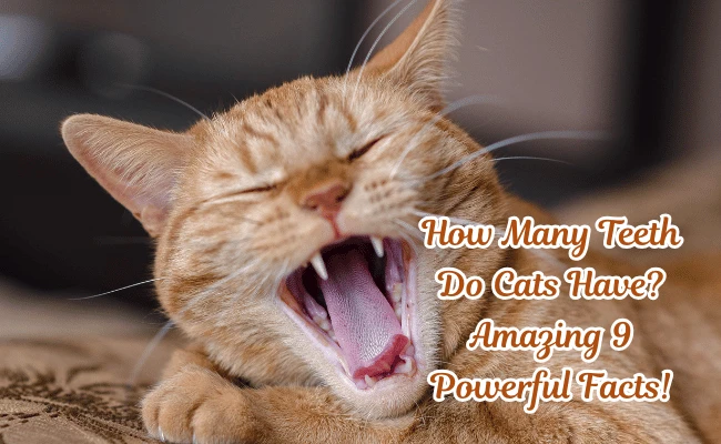how many teeth do cats have