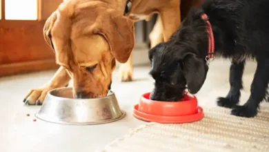 How to Choose Dog Food