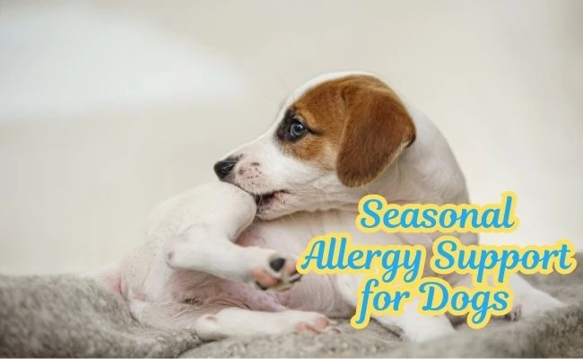 Seasonal Allergy Support for Dogs