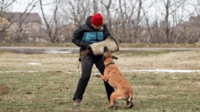 The Role of Leash and Licensing Laws in Preventing Dog Attacks