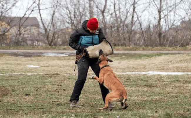 The Role of Leash and Licensing Laws in Preventing Dog Attacks