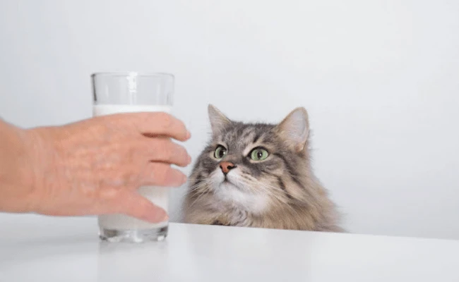 Keep Your Pet Hydrated