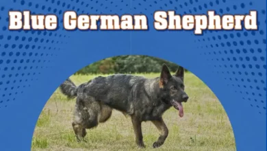 Blue German Shepherd