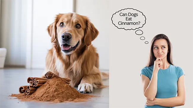 Can Dogs Eat Cinnamon?