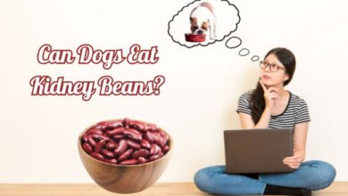 can dogs eat kidney beans