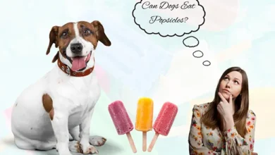 Can Dogs Eat Popsicles