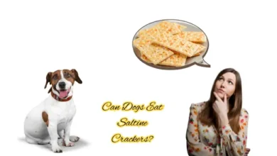 Can Dogs Eat Saltine Crackers