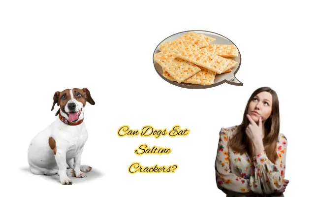 Can Dogs Eat Saltine Crackers