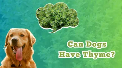 Can Dogs Have Thyme?