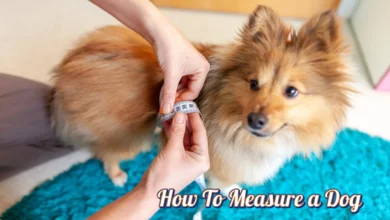 How to Measure Dog Height