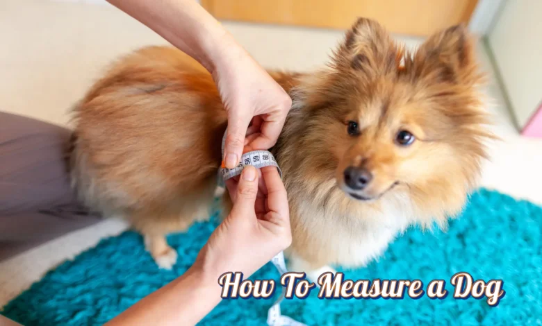 How to Measure Dog Height
