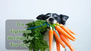 Is a Vegetarian Diet Right for Your Dog