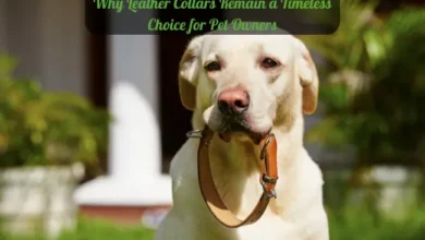 Leather dog collars for dogs