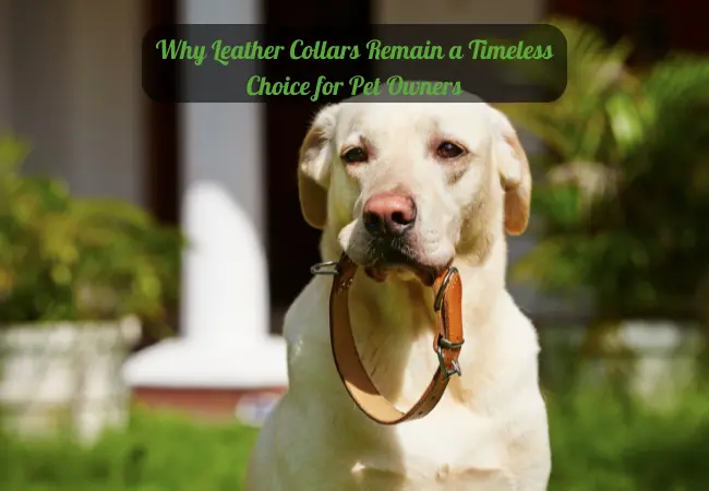 Leather dog collars for dogs