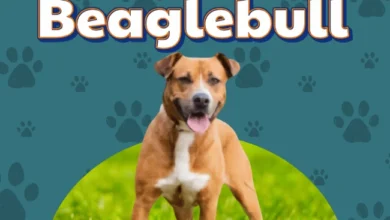 Pitbull Beagle Mix (Beaglebull)