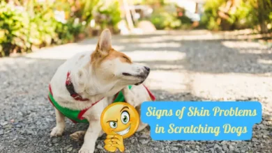Signs of Skin Problems in dog
