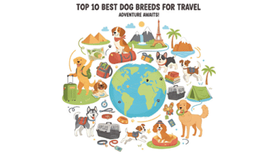 Best Dogs for Travel