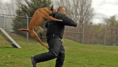 Utah Dog Bite Lawyer What They Do and How They Help