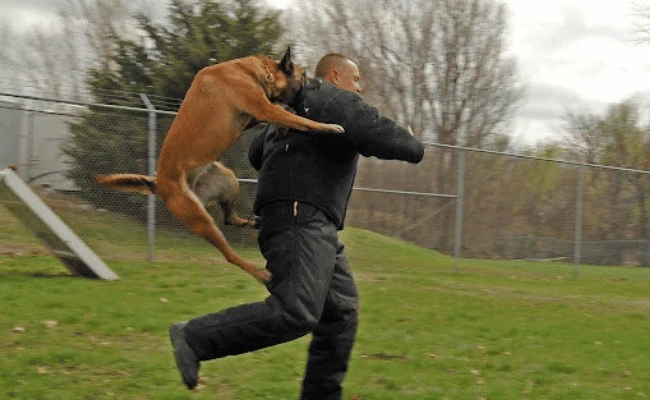 Utah Dog Bite Lawyer What They Do and How They Help