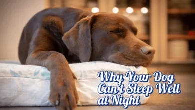 Why Your Dog Can’t Sleep Well at Night