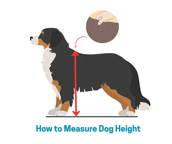 how to measure dog height?