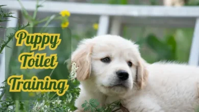 puppy toilet training