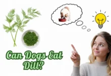 Can Dogs Eat Dill