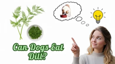 Can Dogs Eat Dill
