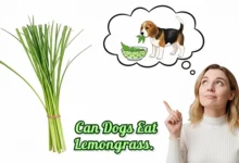 Can Dogs Eat Lemongrass