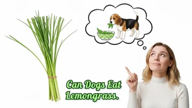 Can Dogs Eat Lemongrass